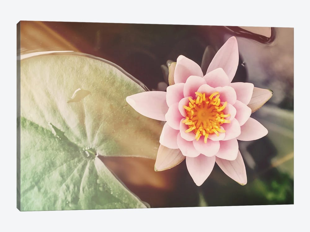 Water Lily Retro Style With Light Leaks by Jane Rix 1-piece Canvas Wall Art