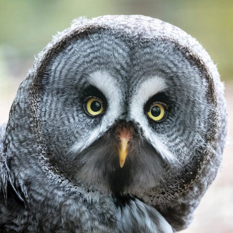 Great Grey Owl Close Up