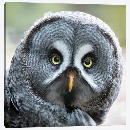 Great Grey Owl Close Up Canvas Print #JRX177} by Jane Rix Canvas Artwork