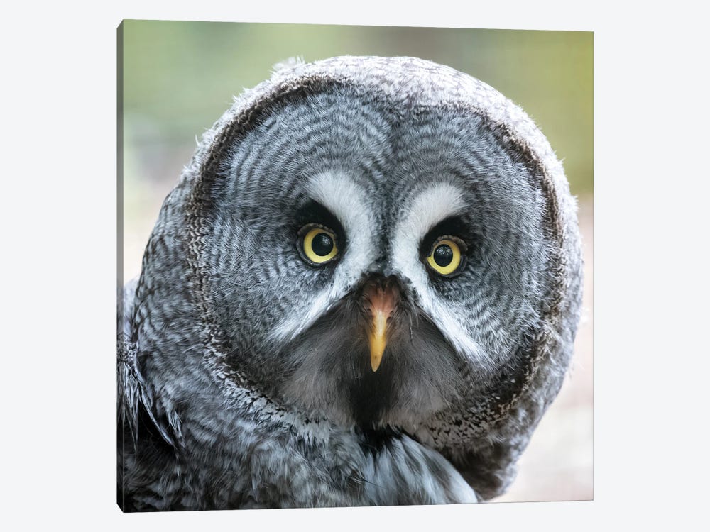 Great Grey Owl Close Up by Jane Rix 1-piece Canvas Print