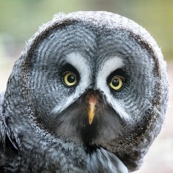 Jane Rix: Great Grey Owl Close Up by Jane Rix