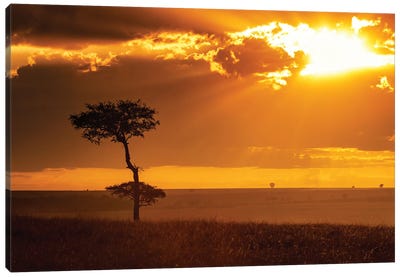 Golden Sunrise In The Masai Mara Canvas Art Print - Africa Art