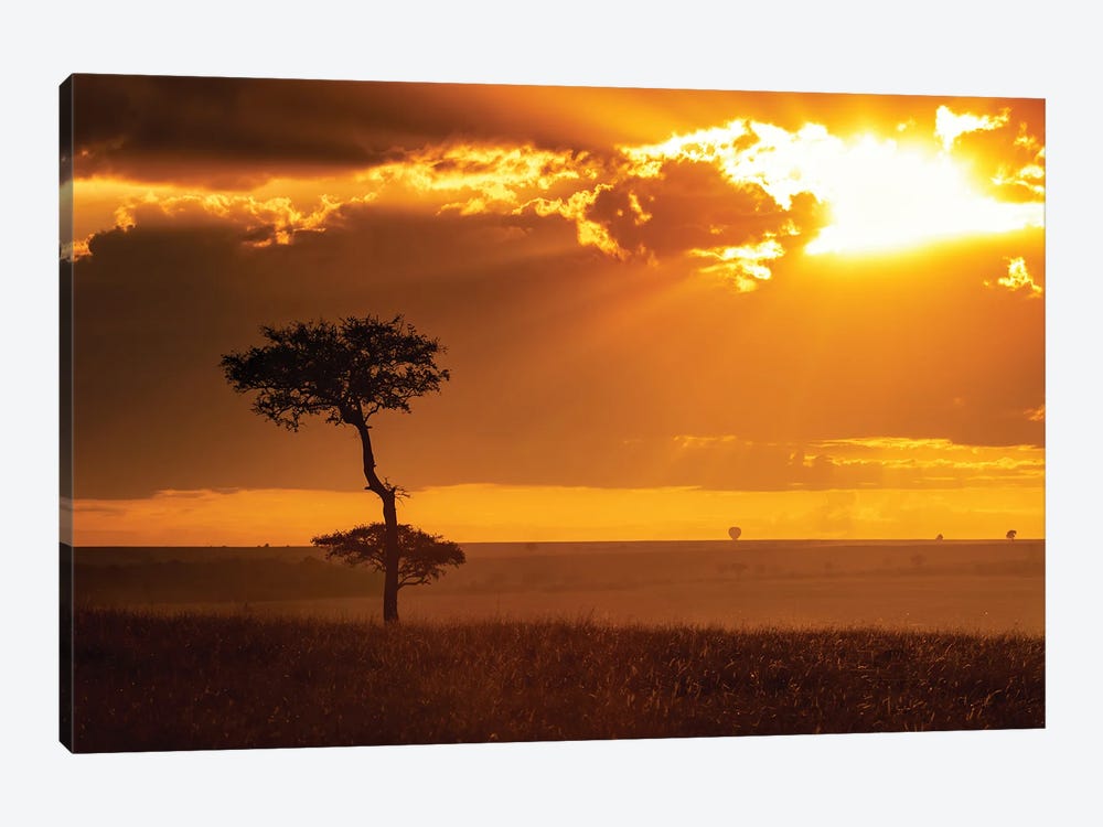 Golden Sunrise In The Masai Mara by Jane Rix 1-piece Canvas Print