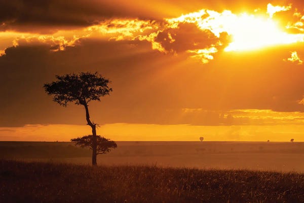 Kenya: Golden Sunrise In The Masai Mara by Jane Rix
