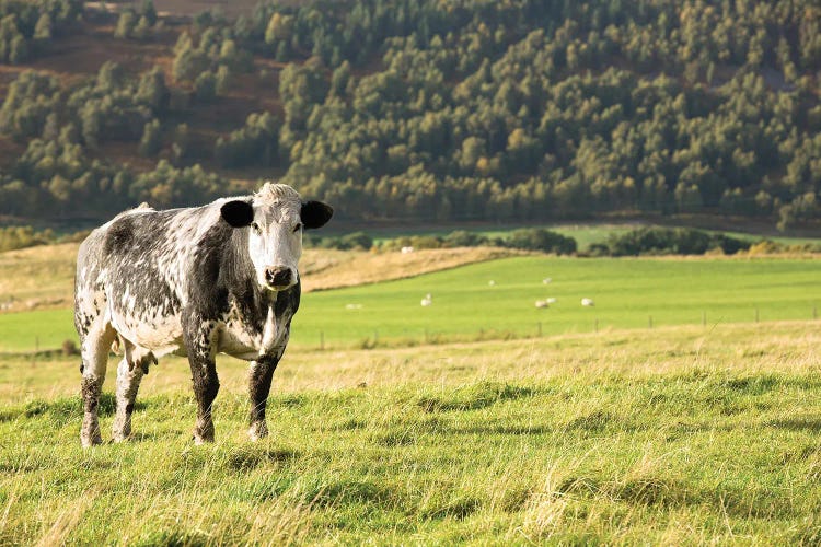 Black And White Cow