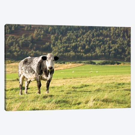 Black And White Cow Canvas Print #JRX17} by Jane Rix Canvas Wall Art