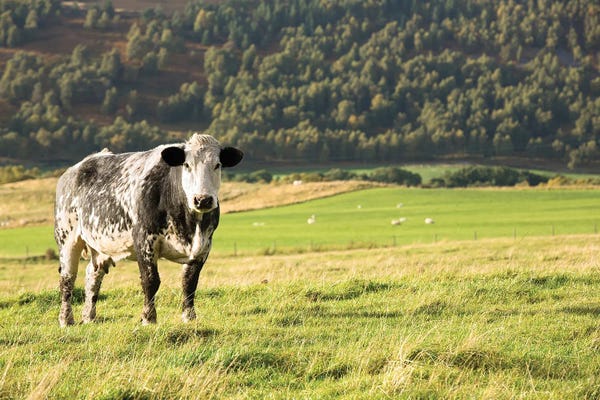 Black And White Cow