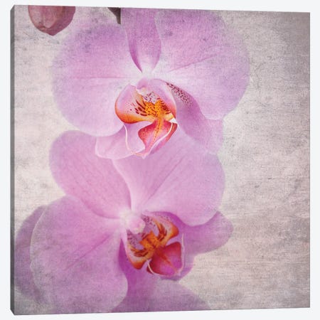 Pink Orchid, Vintage Style Canvas Print #JRX185} by Jane Rix Canvas Print