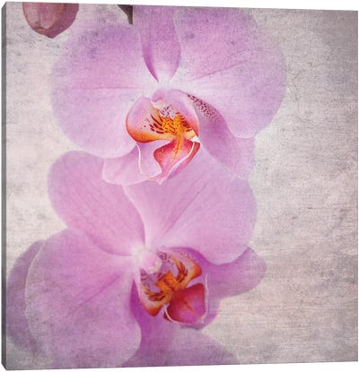Pink Orchid, Vintage Style Canvas Art Print - Orchid Art