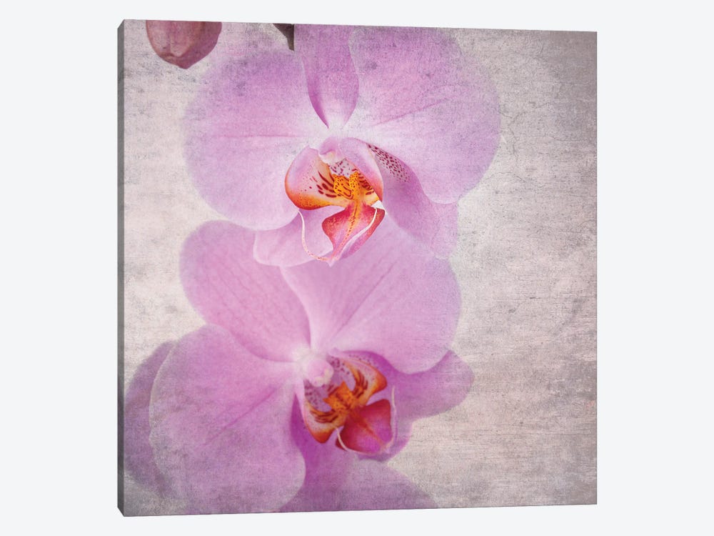 Pink Orchid, Vintage Style by Jane Rix 1-piece Canvas Artwork