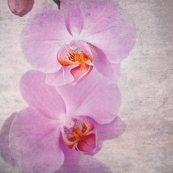 Macro Photography: Pink Orchid, Vintage Style by Jane Rix