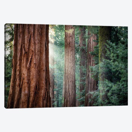 Giant Sequoias Or Redwood Tree, Yosemite, USA Canvas Print #JRX191} by Jane Rix Art Print