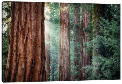 Giant Sequoias Or Redwood Tree, Yosemite, USA Canvas Art Print