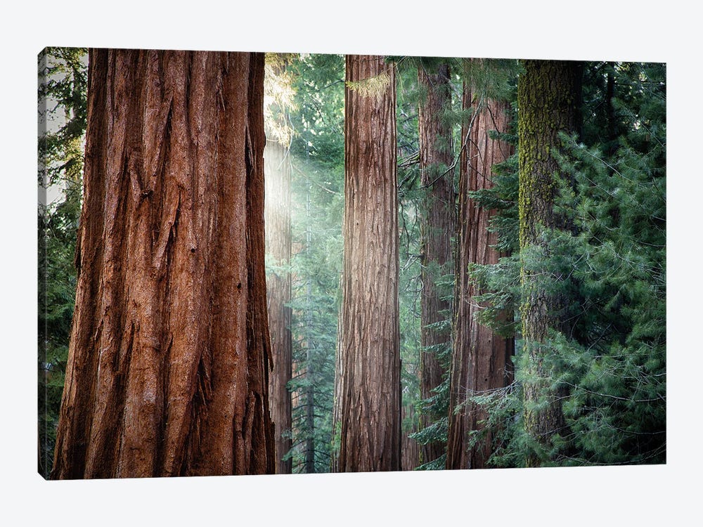Giant Sequoias Or Redwood Tree, Yosemite, USA by Jane Rix 1-piece Art Print