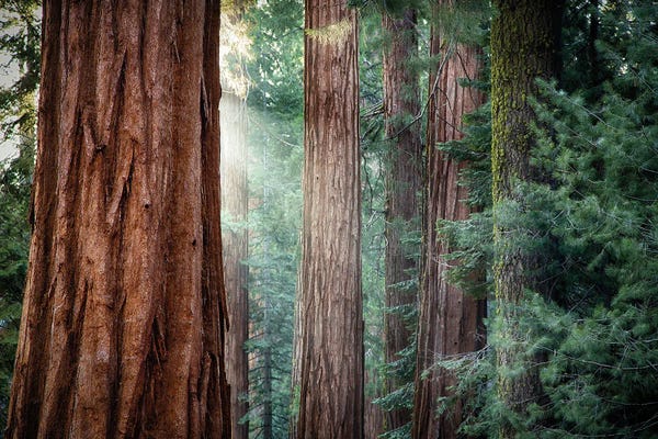 Jane Rix: Giant Sequoias Or Redwood Tree, Yosemite, USA by Jane Rix