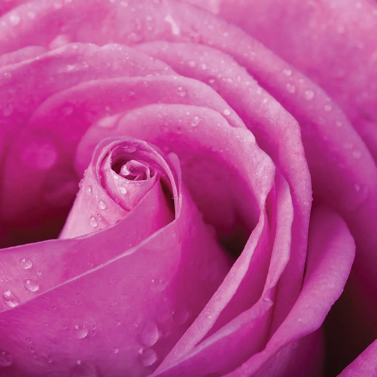 Pink Rose With Dew Drops Close Up