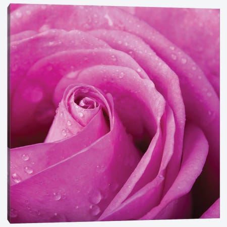 Pink Rose With Dew Drops Close Up Canvas Print #JRX192} by Jane Rix Canvas Print