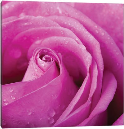 Pink Rose With Dew Drops Close Up Canvas Art Print - Jane Rix