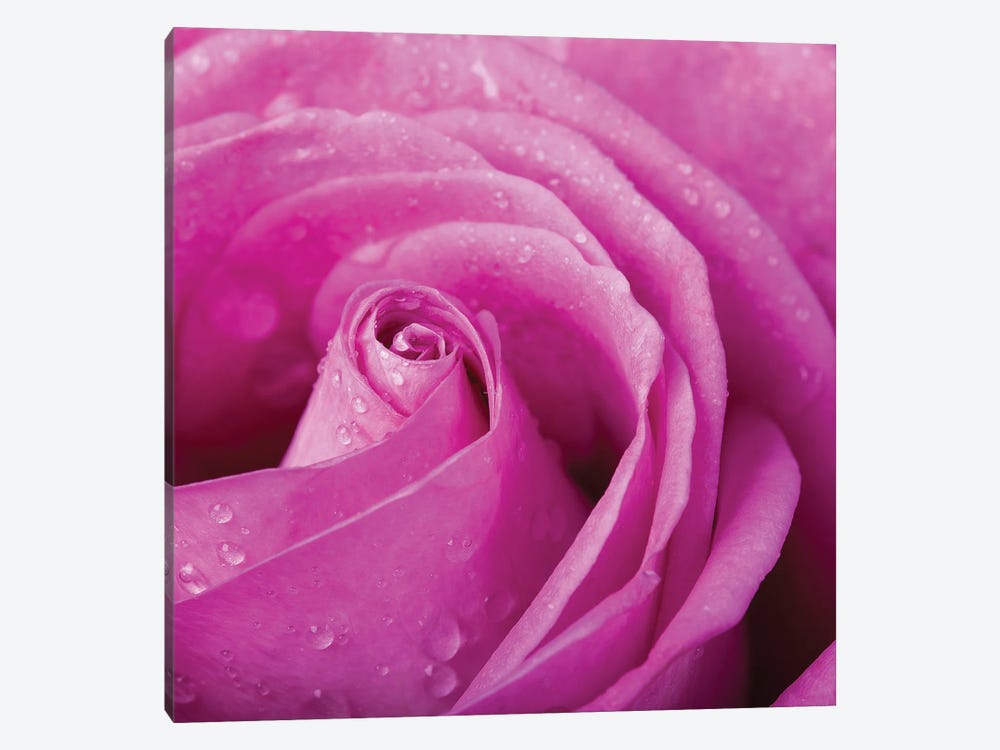 Pink Rose With Dew Drops Close Up by Jane Rix 1-piece Canvas Artwork