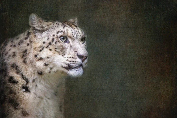 Snow Leopard On Dark Textured Background