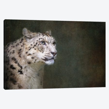 Snow Leopard On Dark Textured Background Canvas Print #JRX196} by Jane Rix Canvas Artwork