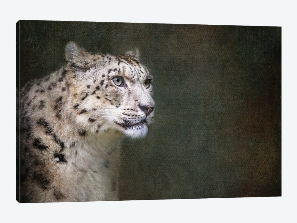 Snow Leopard On Dark Textured Background by Jane Rix 1-piece Canvas Artwork