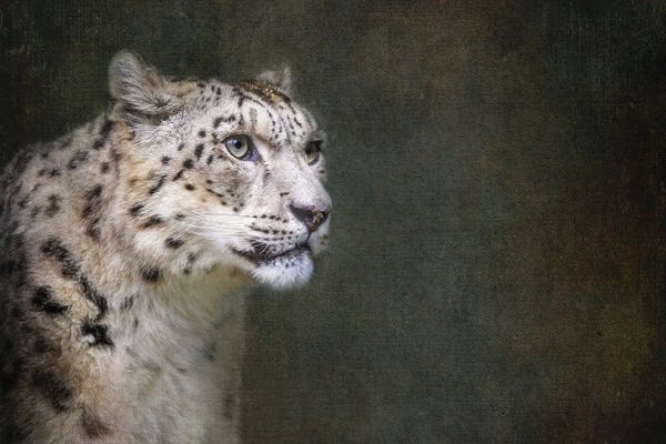 Leopards: Snow Leopard On Dark Textured Background by Jane Rix