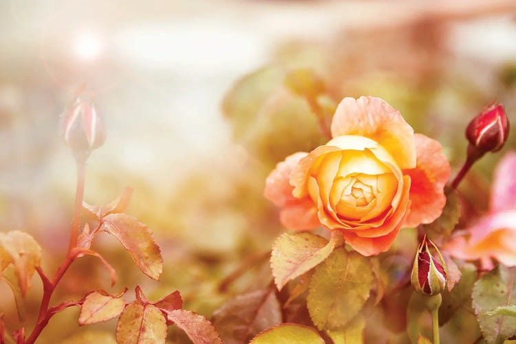Yellow Rose In Sunlight by Jane Rix wall art