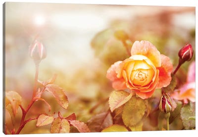 Yellow Rose In Sunlight Canvas Art Print - Jane Rix