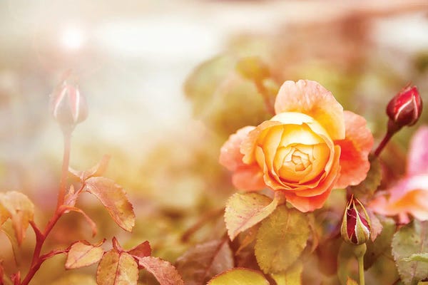 Jane Rix: Yellow Rose In Sunlight by Jane Rix
