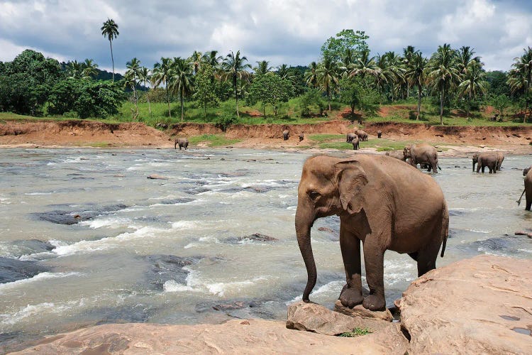 Elephants In The River, Sri Lanka