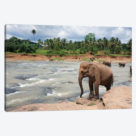 Elephants In The River, Sri Lanka Canvas Print #JRX1} by Jane Rix Canvas Wall Art