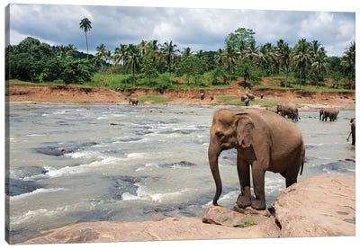Elephants In The River, Sri Lanka Canvas Art Print - Sri Lanka