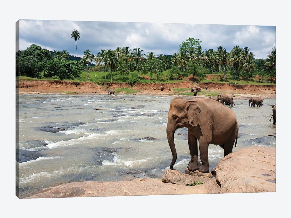 Elephants In The River, Sri Lanka by Jane Rix 1-piece Canvas Print