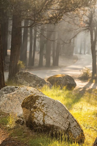 Yosemite National Park: Early Morning In Mariposa Grove, Yosemite, USA by Jane Rix