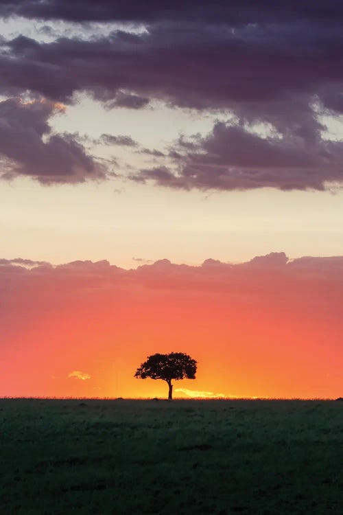 Acacia Tree At Sunset Masai Mara