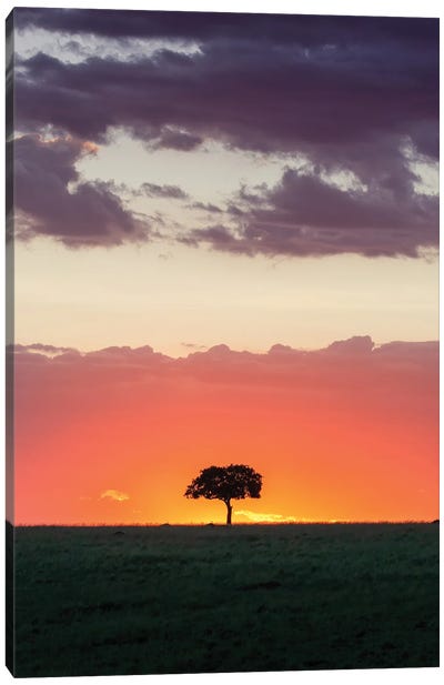 Acacia Tree At Sunset Masai Mara Canvas Art Print - Jane Rix