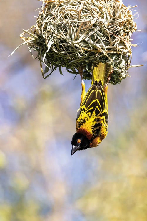 Male Black-Headed Weaver Bird Hanging From His Nest