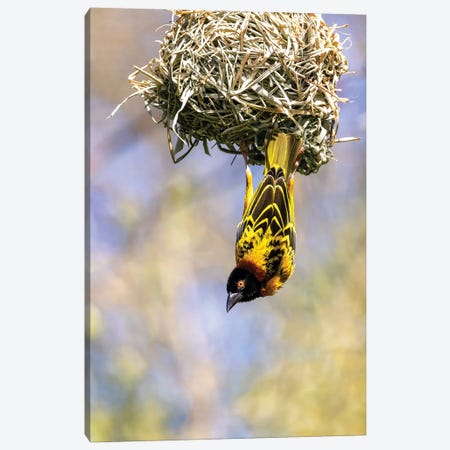 Male Black-Headed Weaver Bird Hanging From His Nest Canvas Print #JRX214} by Jane Rix Art Print
