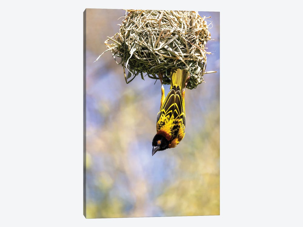 Male Black-Headed Weaver Bird Hanging From His Nest by Jane Rix 1-piece Canvas Art