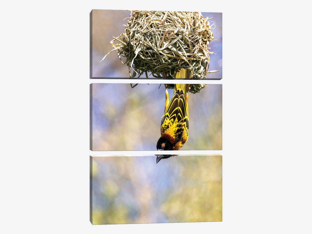 Male Black-Headed Weaver Bird Hanging From His Nest by Jane Rix 3-piece Canvas Art