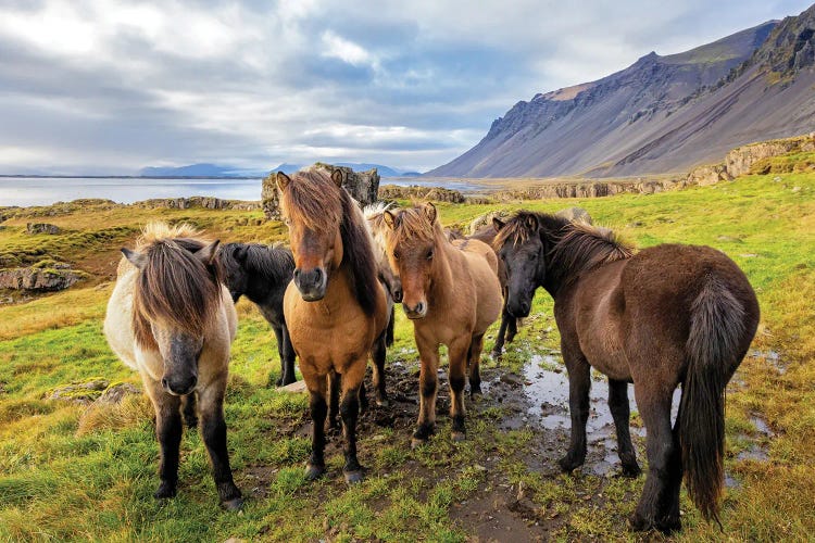 A Group Of Icelandic Horses