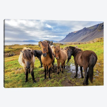A Group Of Icelandic Horses Canvas Print #JRX215} by Jane Rix Art Print