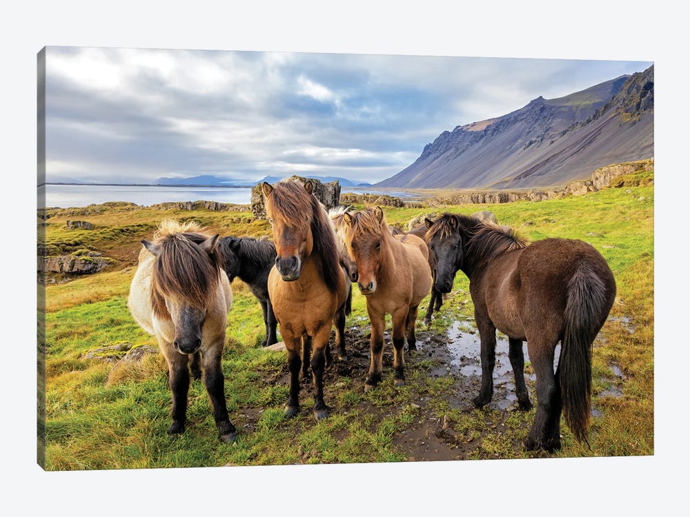 A Group Of Icelandic Horses by Jane Rix 1-piece Art Print