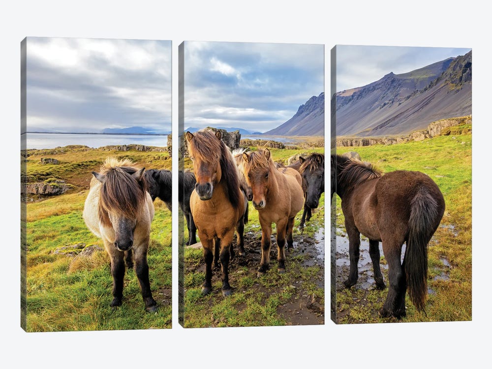 A Group Of Icelandic Horses by Jane Rix 3-piece Canvas Print