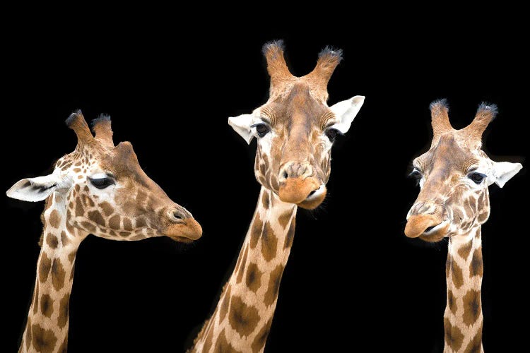 Giraffe Trio On Black Background