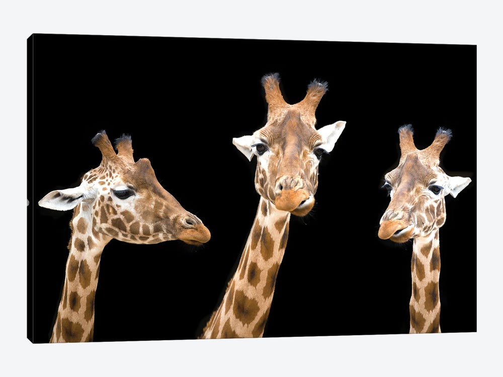 Giraffe Trio On Black Background by Jane Rix 1-piece Canvas Art