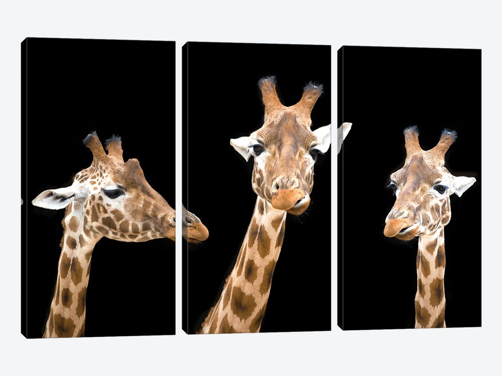Giraffe Trio On Black Background by Jane Rix 3-piece Canvas Art
