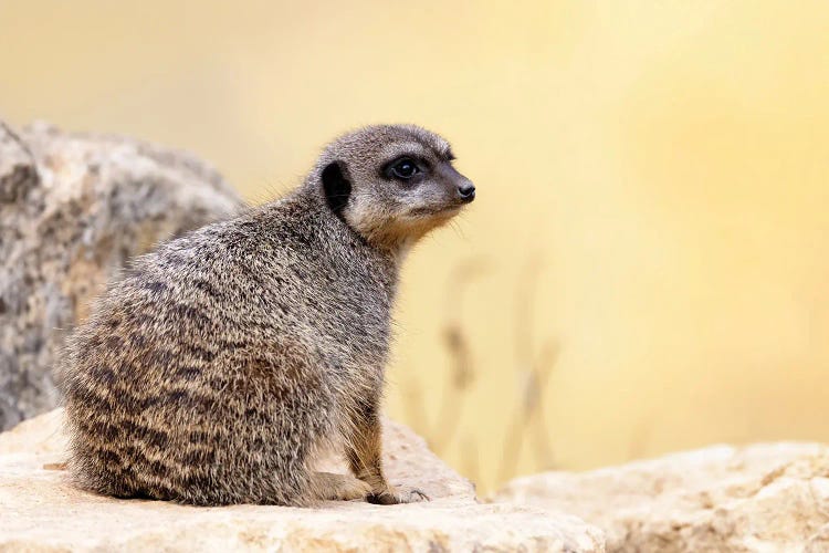 Young Meerkat by Jane Rix wall art
