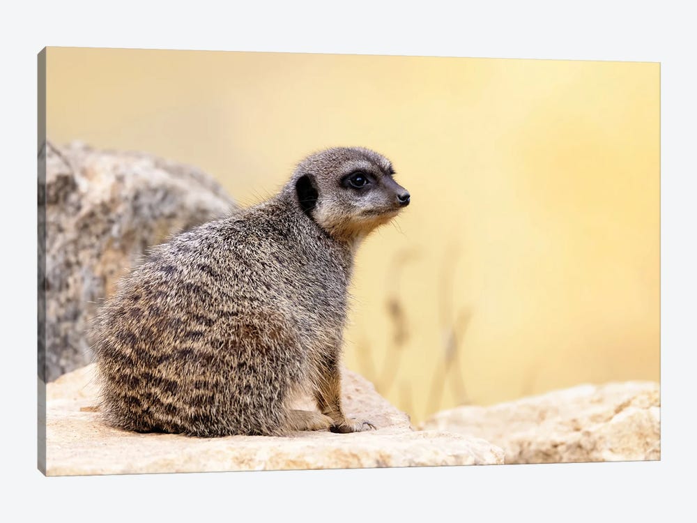Young Meerkat by Jane Rix 1-piece Canvas Wall Art